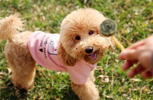 泰迪帽子成人教程视频