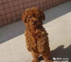 泰迪帽子成人教程视频