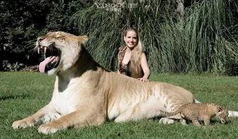 欧美成人与动物视频,伦理争议与法律边界