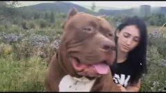 欧美成人与动物视频,伦理争议与法律边界