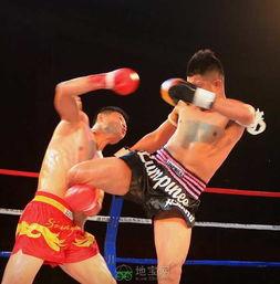 成人学散打实战视频教学,跟随散打高手视频学技巧与策略