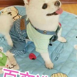 宠物变成人化妆视频大全,宠物化妆视频大盘点