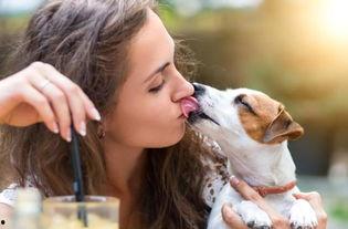 宠物变成人化妆视频大全,宠物化妆视频大盘点