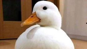 鸭子变成人形短片视频
