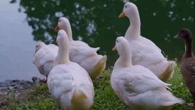 鸭子变成人形短片视频