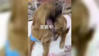 搞笑视频超级爆笑成人,超级爆笑视频，成就非凡人生瞬间