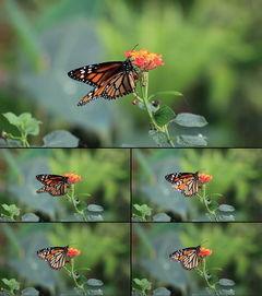 蝴蝶视频在线观看成人,在线探索成人生动画卷  第3张