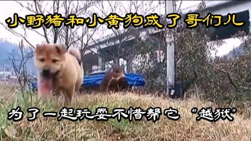 小黄狗变成人类的视频,跨越物种的奇幻之旅