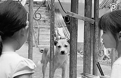 小黄狗变成人类的视频,跨越物种的奇幻之旅  第2张