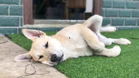 小黄狗变成人类的视频,跨越物种的奇幻之旅  第3张