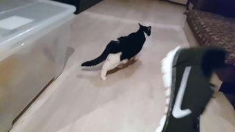 猫扮成人的视频,猫咪模仿人类生活趣味瞬间  第1张