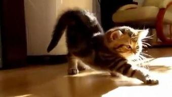 猫扮成人的视频,猫咪模仿人类生活趣味瞬间  第2张