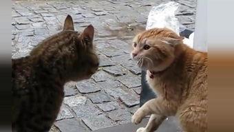 猫扮成人的视频,猫咪模仿人类生活趣味瞬间  第3张