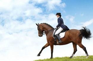 成人初学骑马视频教程,成人骑马入门视频教程全解析  第1张