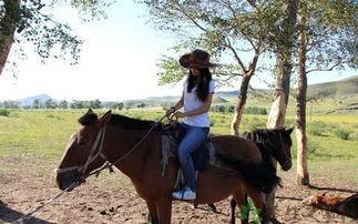 成人初学骑马视频教程,成人骑马入门视频教程全解析  第2张