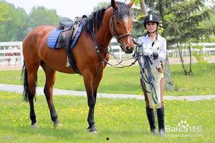 成人初学骑马视频教程,成人骑马入门视频教程全解析  第3张