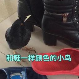 成人收紧扣鞋子视频大全,视频大全解析