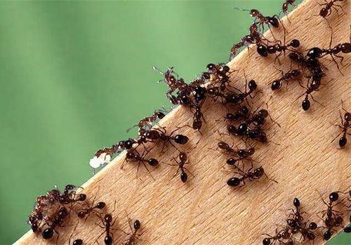 蚂蚁成人生宝宝图片视频,揭秘蚂蚁成人生宝宝的神奇瞬间