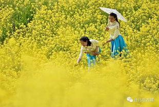 成人油菜花跳舞视频 第2张 成人油菜花跳舞视频 第2张