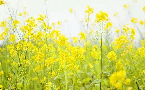 成人油菜花跳舞视频 第3张 成人油菜花跳舞视频 第3张